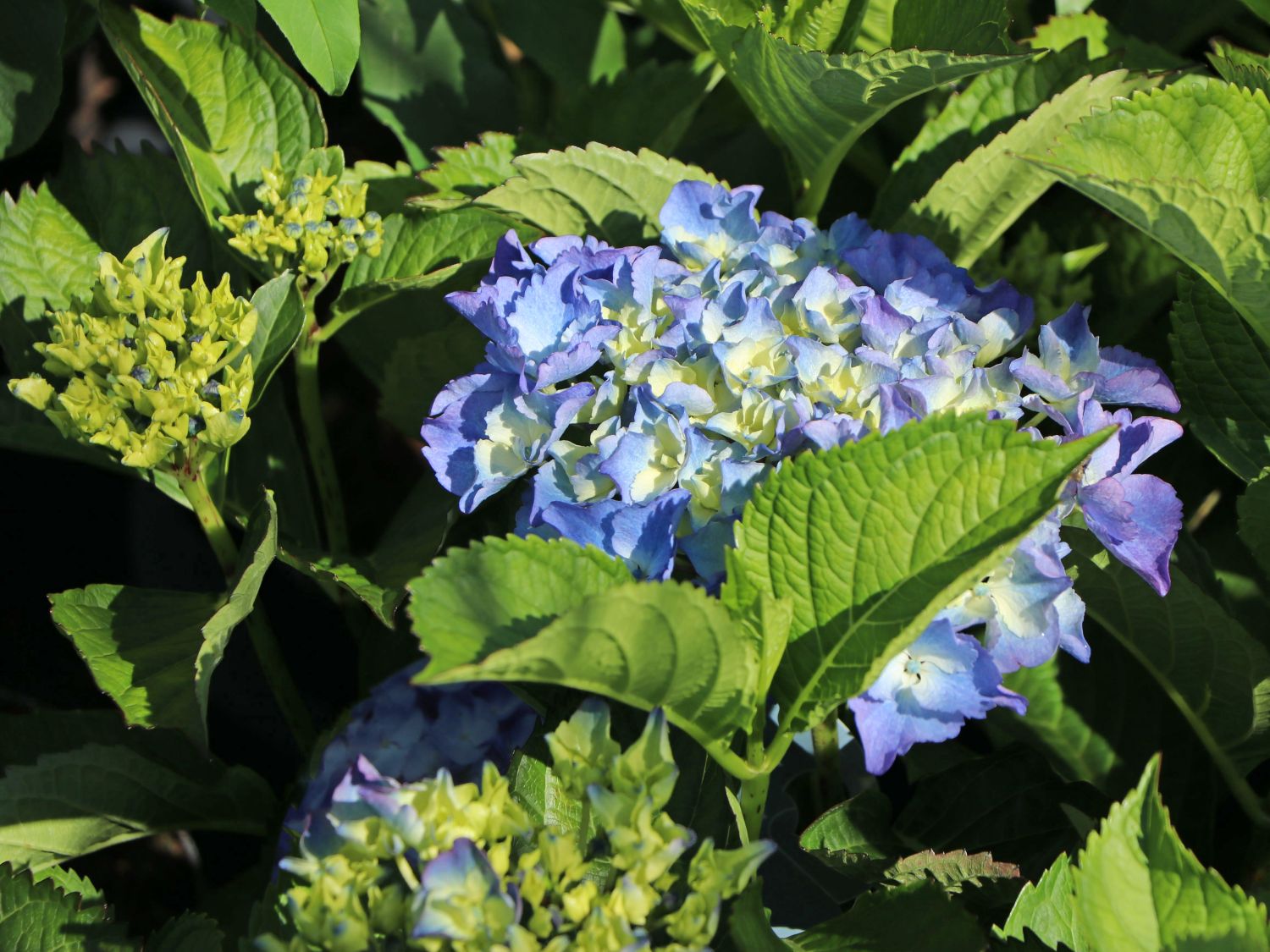 Ballhortensie 'Baby Blue ®' - Hydrangea macrophylla 'Baby Blue ®'