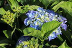 Ballhortensie 'Baby Blue ®' - Hydrangea macrophylla 'Baby Blue ®'