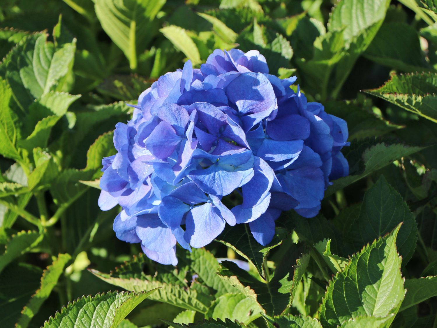 Ballhortensie 'Baby Blue ®' - Hydrangea macrophylla 'Baby Blue ®'