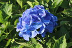 Ballhortensie 'Baby Blue ®' - Hydrangea macrophylla 'Baby Blue ®'
