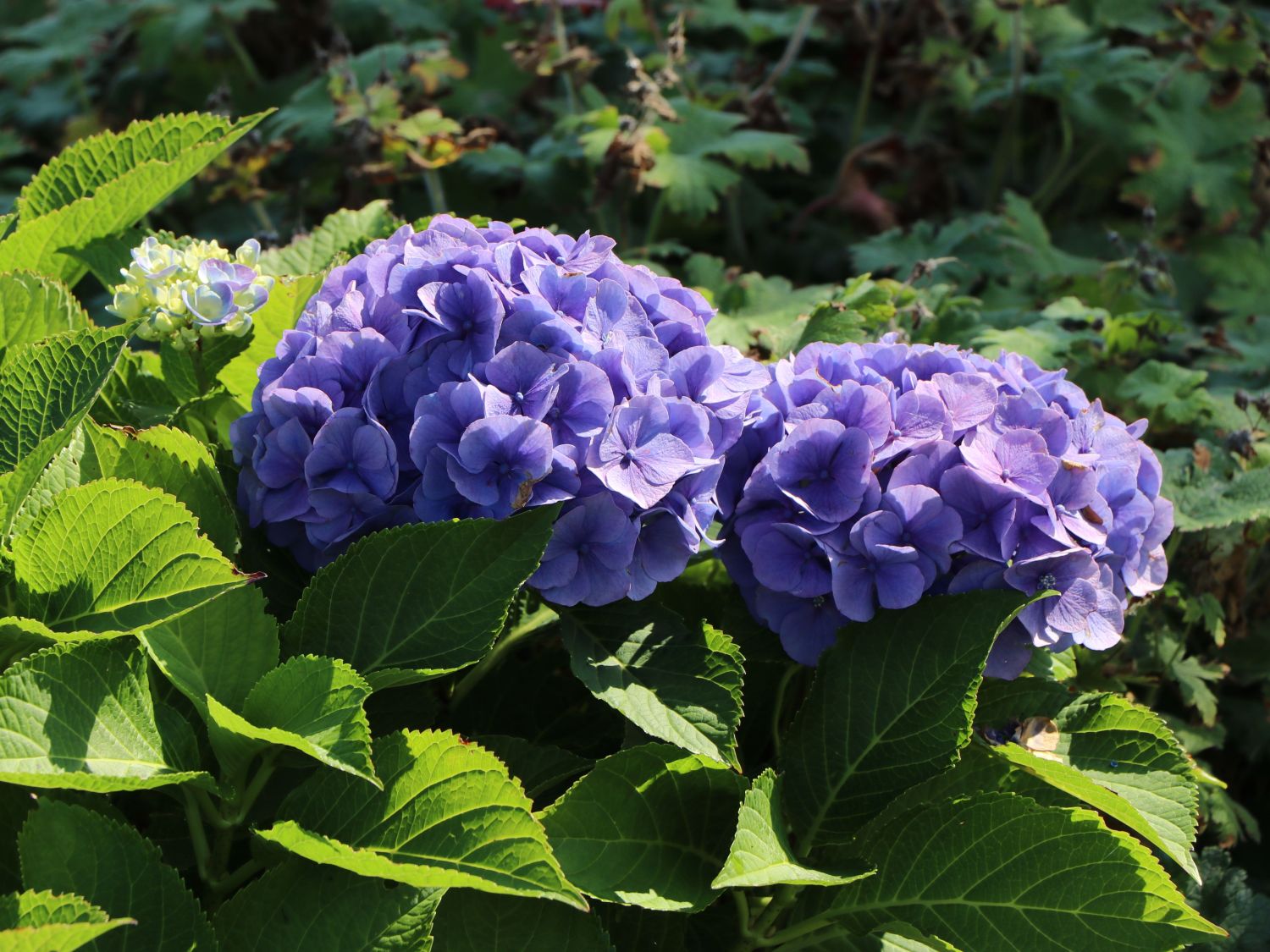Ballhortensie 'Baby Blue ®' - Hydrangea macrophylla 'Baby Blue ®'