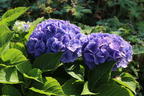 Ballhortensie 'Baby Blue ®' - Hydrangea macrophylla 'Baby Blue ®'