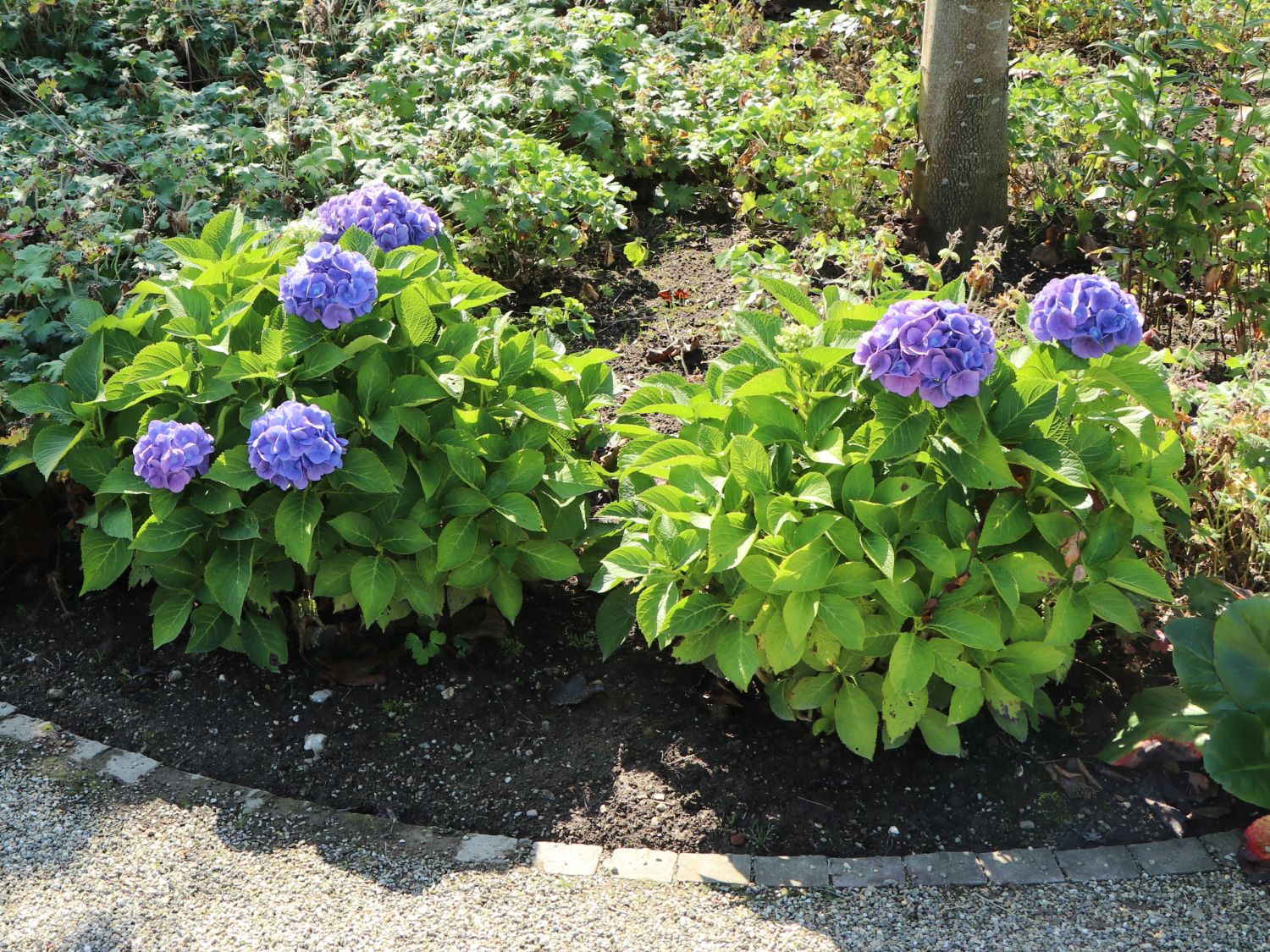 Ballhortensie 'Baby Blue ®' - Hydrangea macrophylla 'Baby Blue ®'