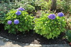 Ballhortensie 'Baby Blue ®' - Hydrangea macrophylla 'Baby Blue ®'