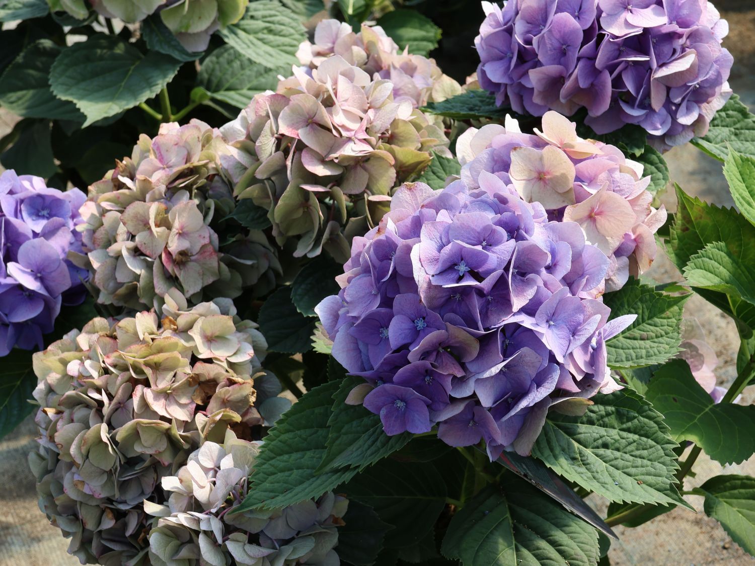 Ballhortensie 'Baby Blue ®' - Hydrangea macrophylla 'Baby Blue ®'