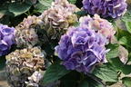 Ballhortensie 'Baby Blue ®' - Hydrangea macrophylla 'Baby Blue ®'