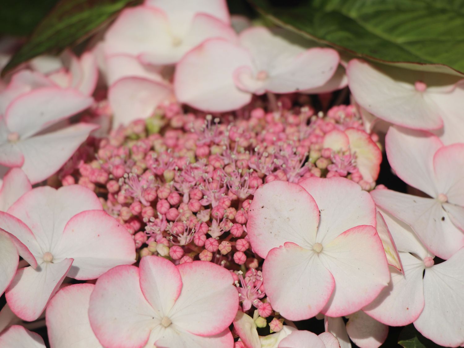 Tellerhortensie 'Charme' - Hydrangea macrophylla 'Charme'