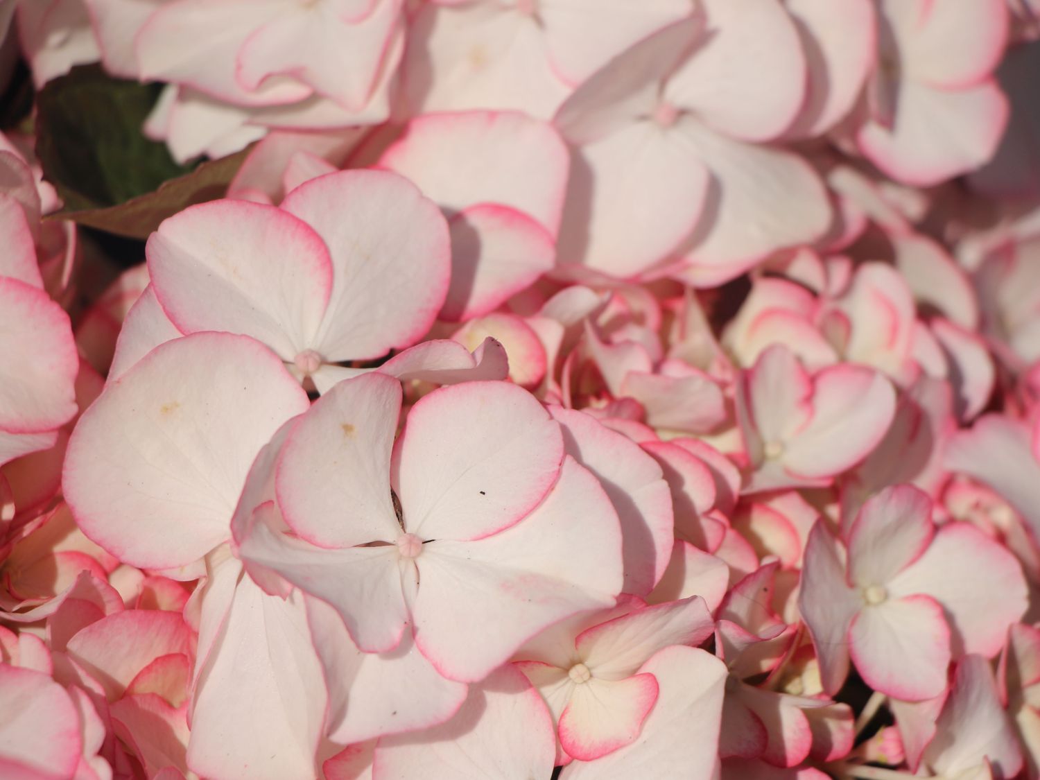 Tellerhortensie 'Charme' - Hydrangea macrophylla 'Charme'