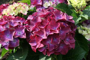 Ballhortensie 'Hot Red Purple'
