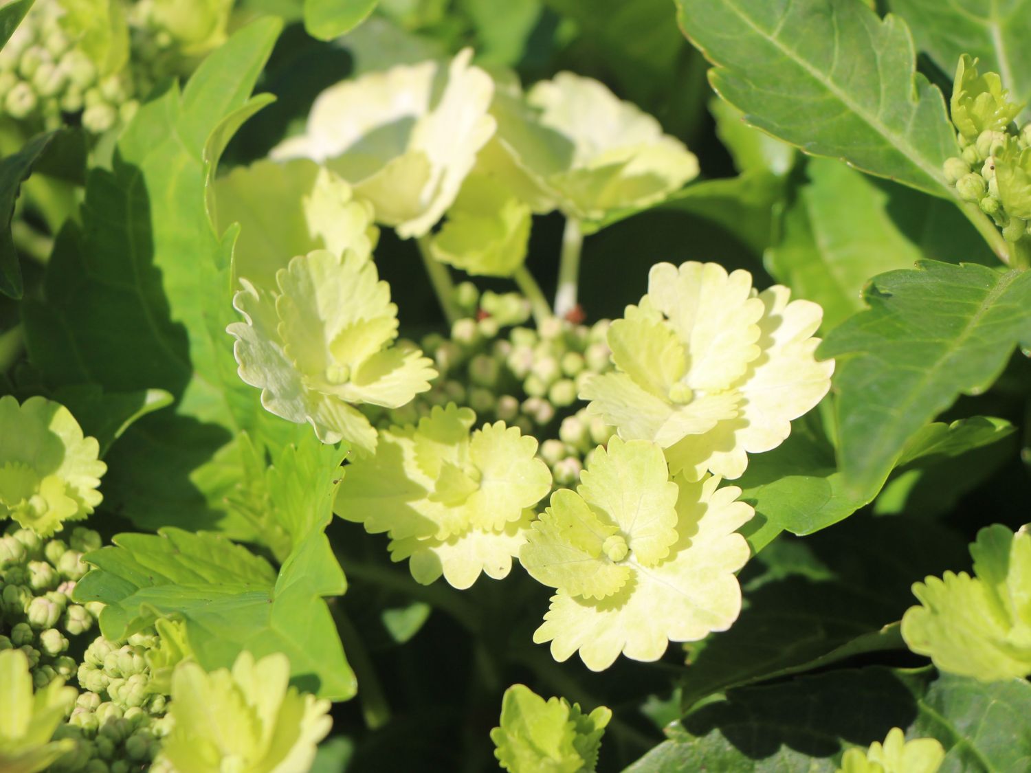 Tellerhortensie 'Koria' - Hydrangea macrophylla 'Koria'