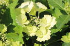 Tellerhortensie 'Koria' - Hydrangea macrophylla 'Koria'