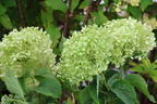 Ballhortensie PROVEN WINNERS ® BellaRagazza ® Limetta' - Hydrangea arborescens PROVEN WINNERS ® BellaRagazza ® Limetta'