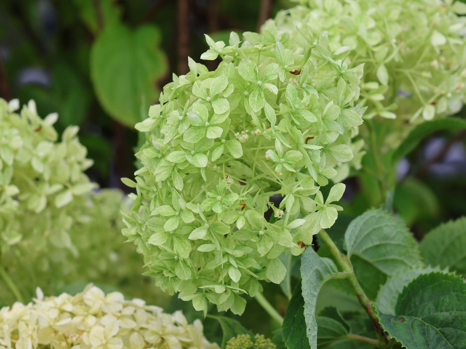 Ballhortensie PROVEN WINNERS ® BellaRagazza ® Limetta' - Hydrangea arborescens PROVEN WINNERS ® BellaRagazza ® Limetta'