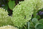 Ballhortensie PROVEN WINNERS ® BellaRagazza ® Limetta' - Hydrangea arborescens PROVEN WINNERS ® BellaRagazza ® Limetta'