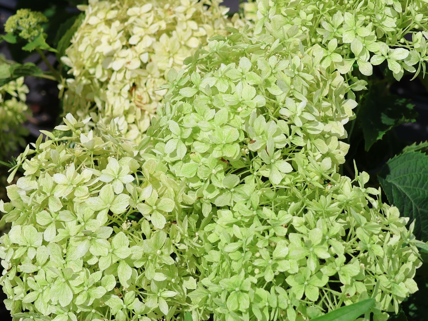 Ballhortensie PROVEN WINNERS ® BellaRagazza ® Limetta' - Hydrangea arborescens PROVEN WINNERS ® BellaRagazza ® Limetta'
