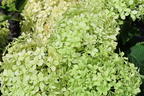 Ballhortensie PROVEN WINNERS ® BellaRagazza ® Limetta' - Hydrangea arborescens PROVEN WINNERS ® BellaRagazza ® Limetta'