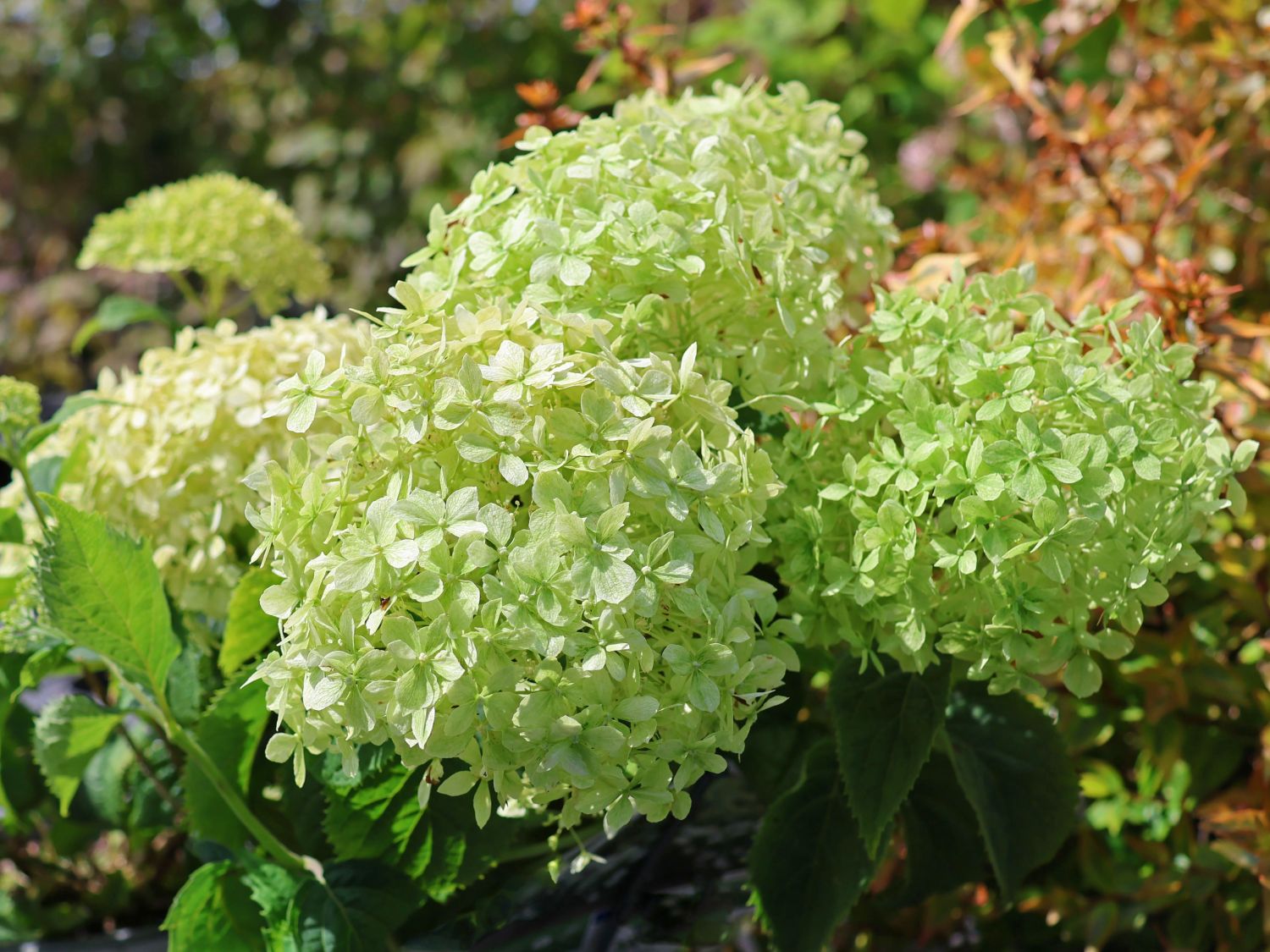 Ballhortensie PROVEN WINNERS ® BellaRagazza ® Limetta' - Hydrangea arborescens PROVEN WINNERS ® BellaRagazza ® Limetta'