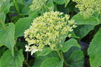 Ballhortensie PROVEN WINNERS ® BellaRagazza ® Limetta' - Hydrangea arborescens PROVEN WINNERS ® BellaRagazza ® Limetta'