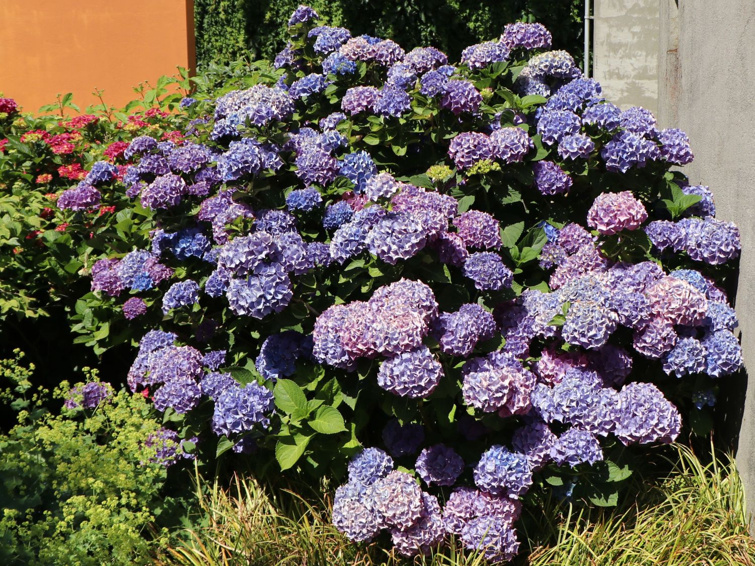 Ballhortensie (Blau)