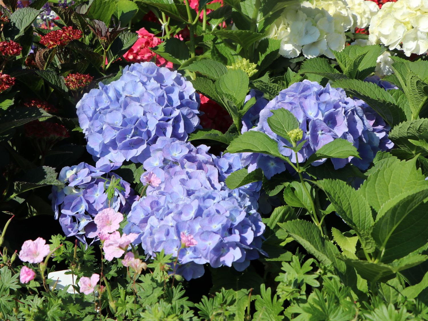 Ballhortensie 'Bodensee'