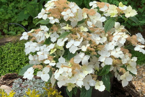 Ballhortensie 'Bridal Bouquet' - Hydrangea macrophylla 'Bridal Bouquet'