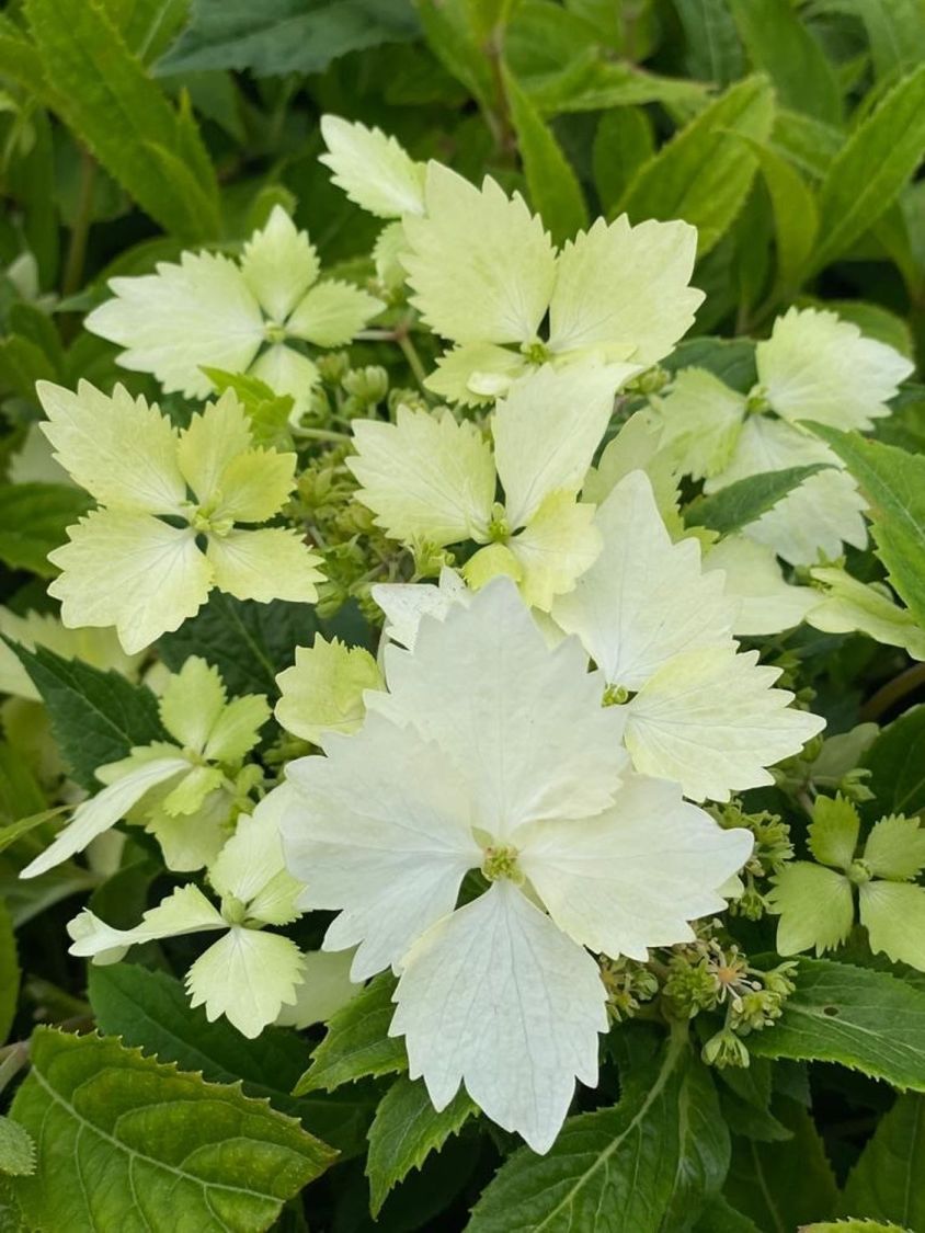 Ballhortensie 'Bridal Bouquet' - Hydrangea macrophylla 'Bridal Bouquet'