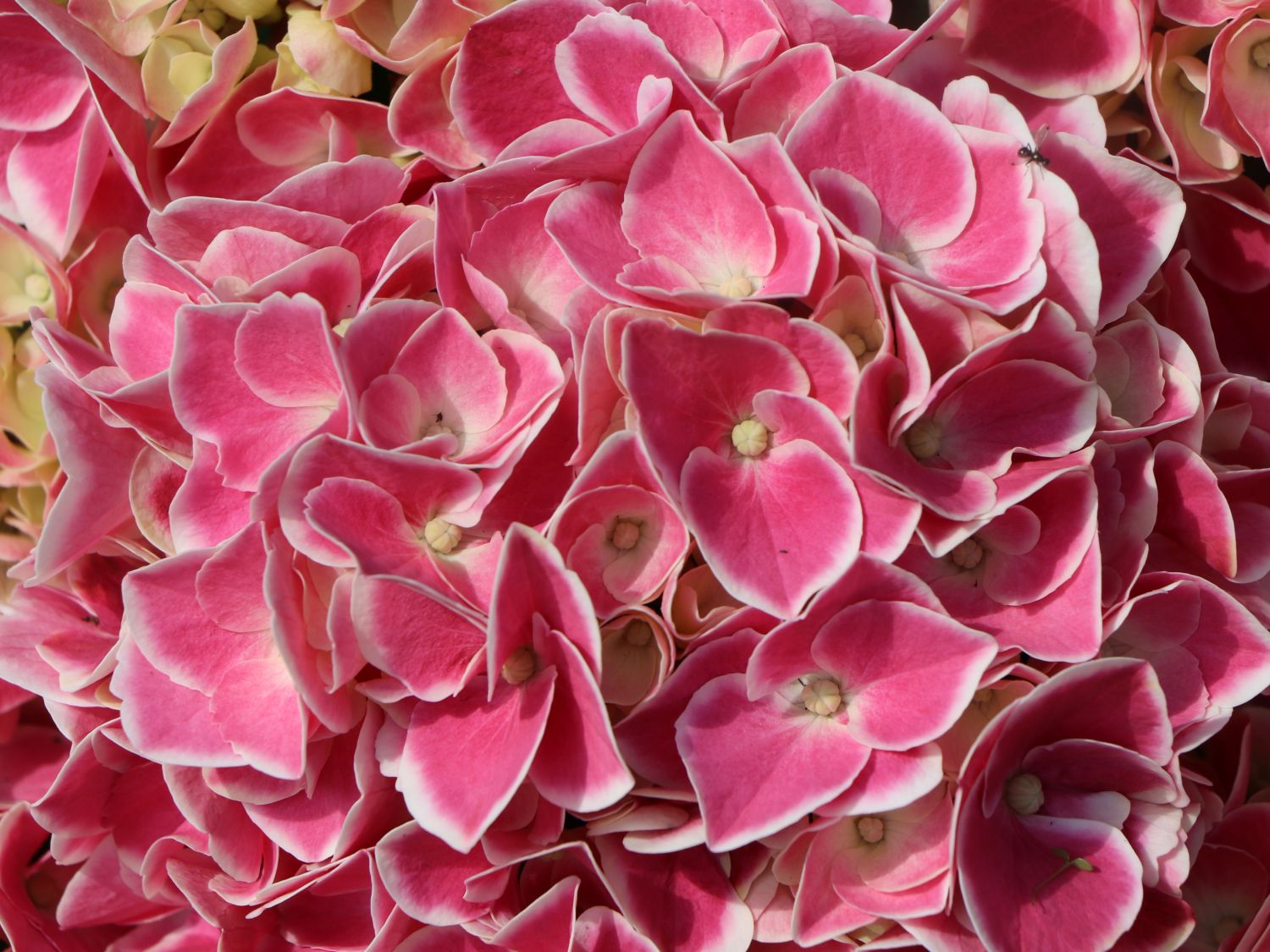 Ballhortensie 'Cabaret ® Pink' - Hydrangea macrophylla 'Cabaret ® Pink'