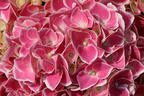 Ballhortensie 'Cabaret ® Pink' - Hydrangea macrophylla 'Cabaret ® Pink'