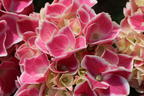 Ballhortensie 'Cabaret ® Pink' - Hydrangea macrophylla 'Cabaret ® Pink'
