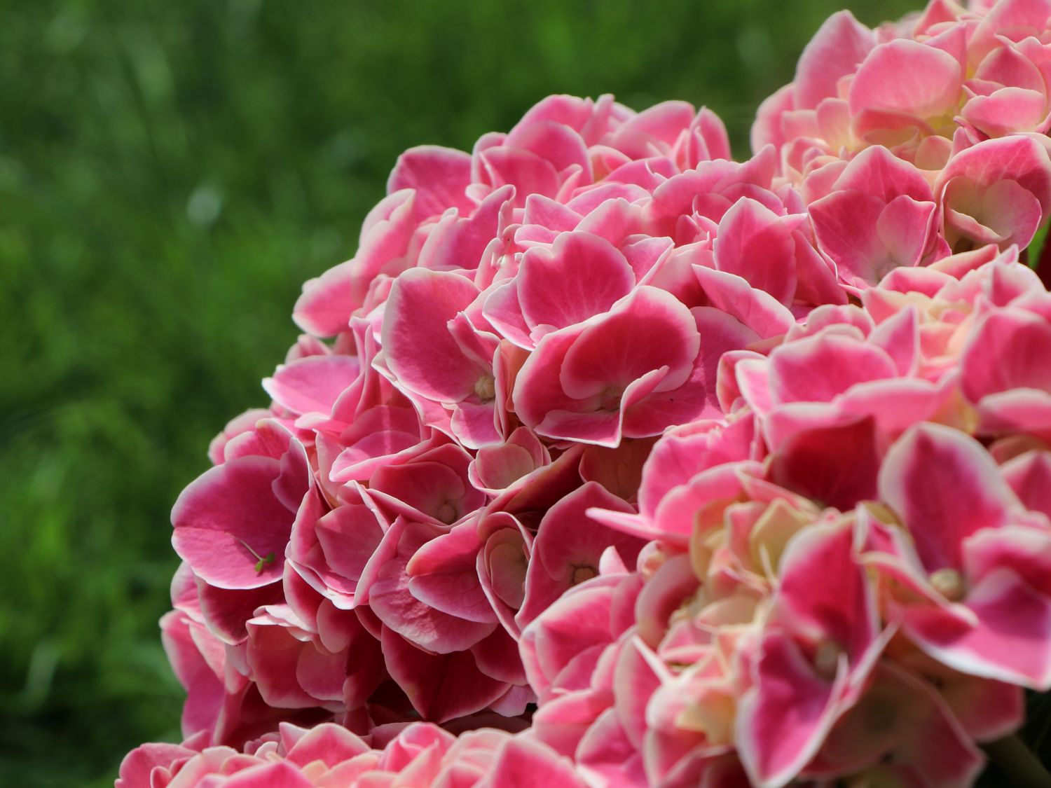 Ballhortensie 'Cabaret ® Pink' - Hydrangea macrophylla 'Cabaret ® Pink'