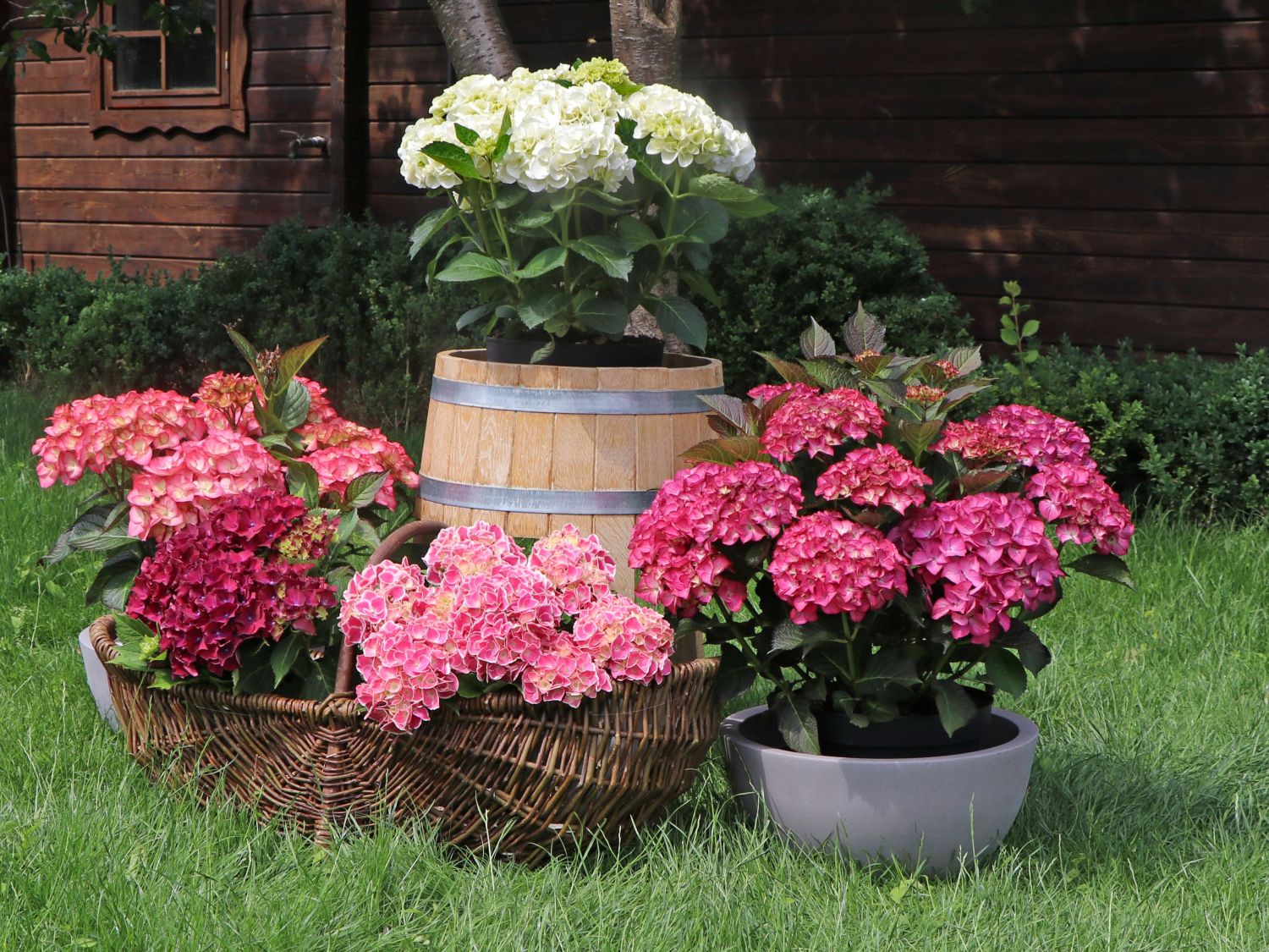 Ballhortensie 'Cabaret ® Pink' - Hydrangea macrophylla 'Cabaret ® Pink'
