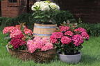 Ballhortensie 'Cabaret ® Pink' - Hydrangea macrophylla 'Cabaret ® Pink'