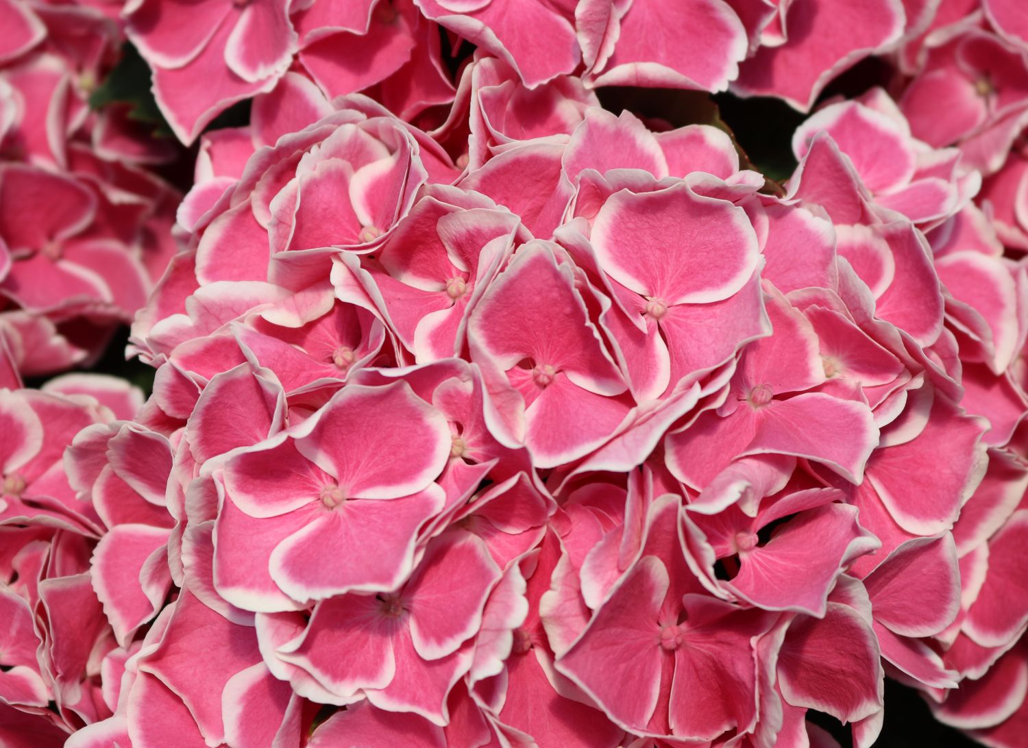 Ballhortensie 'Cabaret ® Pink' - Hydrangea macrophylla 'Cabaret ® Pink'