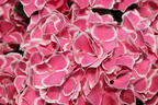 Ballhortensie 'Cabaret ® Pink' - Hydrangea macrophylla 'Cabaret ® Pink'