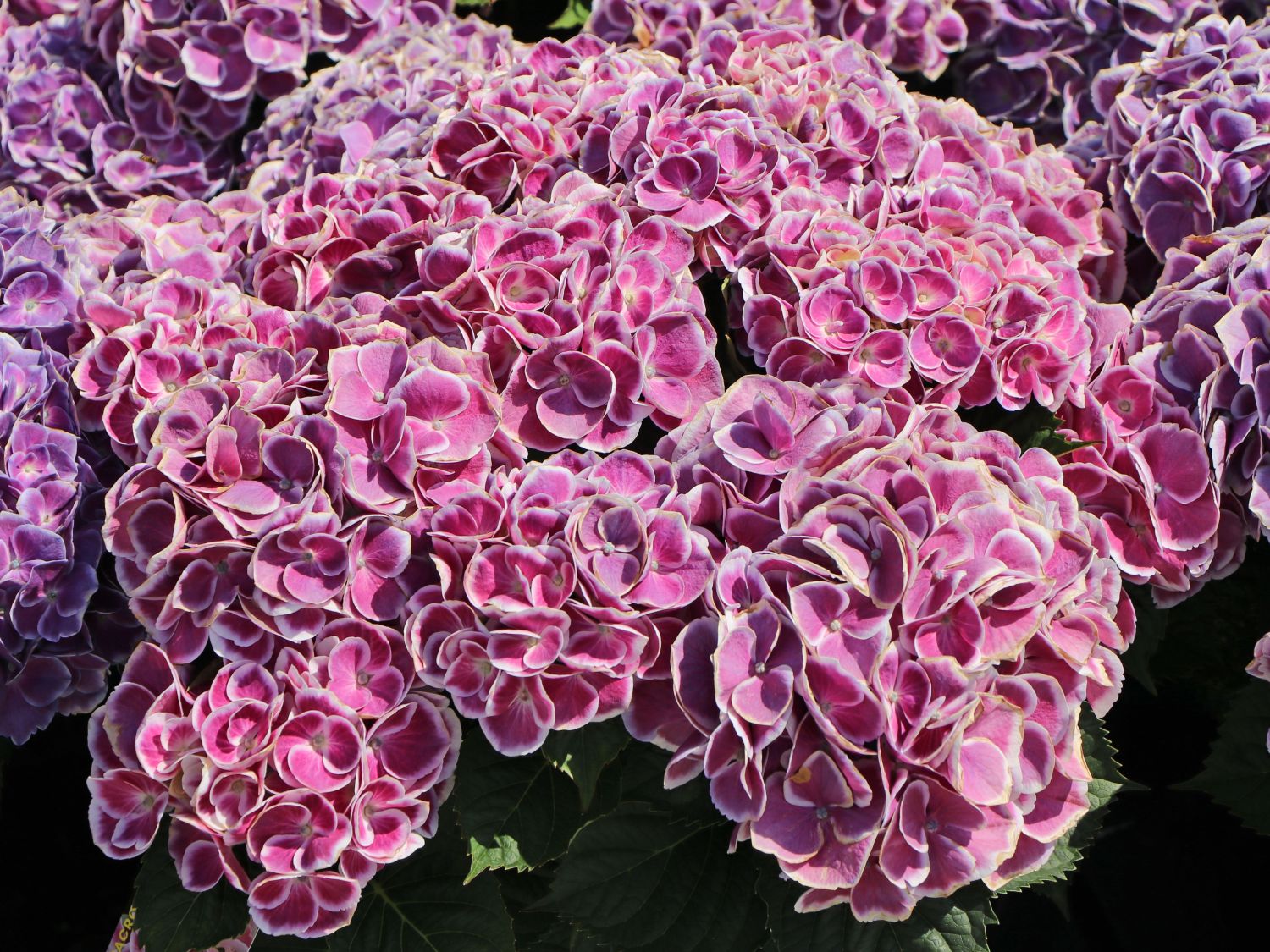 Ballhortensie 'Cabaret ® Pink' - Hydrangea macrophylla 'Cabaret ® Pink'