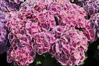 Ballhortensie 'Cabaret ® Pink' - Hydrangea macrophylla 'Cabaret ® Pink'