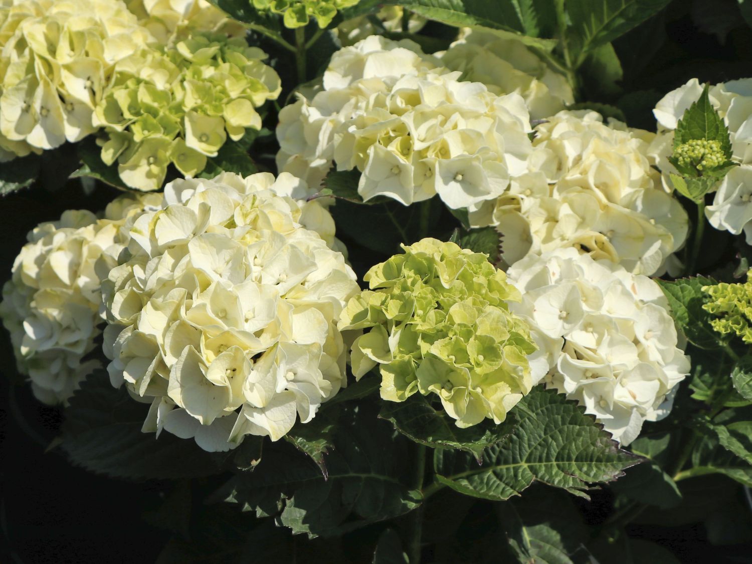 Ballhortensie 'Caipirinha' ® - Hydrangea macrophylla 'Caipirinha' ®