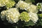 Ballhortensie 'Caipirinha' ® - Hydrangea macrophylla 'Caipirinha' ®