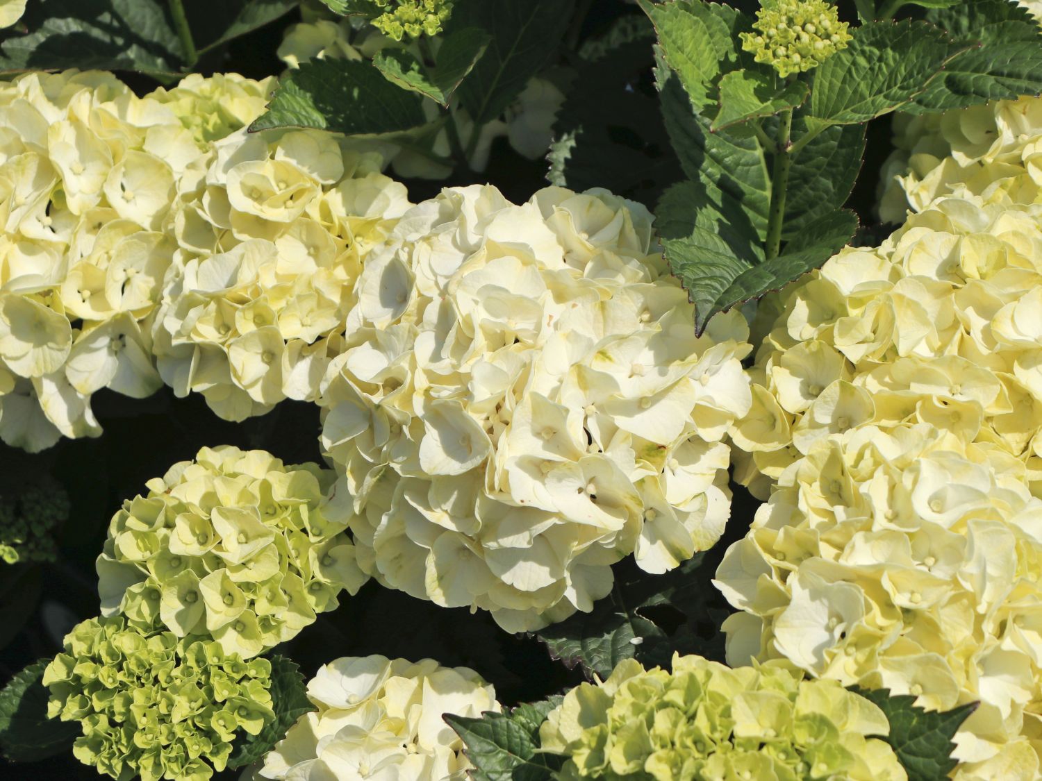 Ballhortensie 'Caipirinha' ® - Hydrangea macrophylla 'Caipirinha' ®