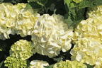Ballhortensie 'Caipirinha' ® - Hydrangea macrophylla 'Caipirinha' ®