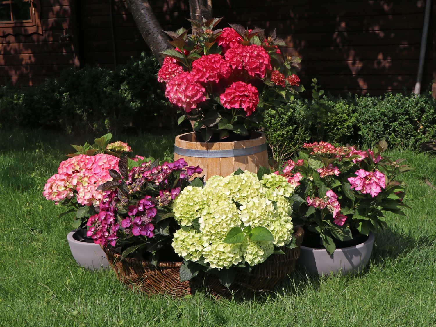 Ballhortensie 'Caline' ® - Hydrangea macrophylla 'Caline' ®