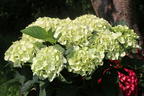 Ballhortensie 'Caline' ® - Hydrangea macrophylla 'Caline' ®