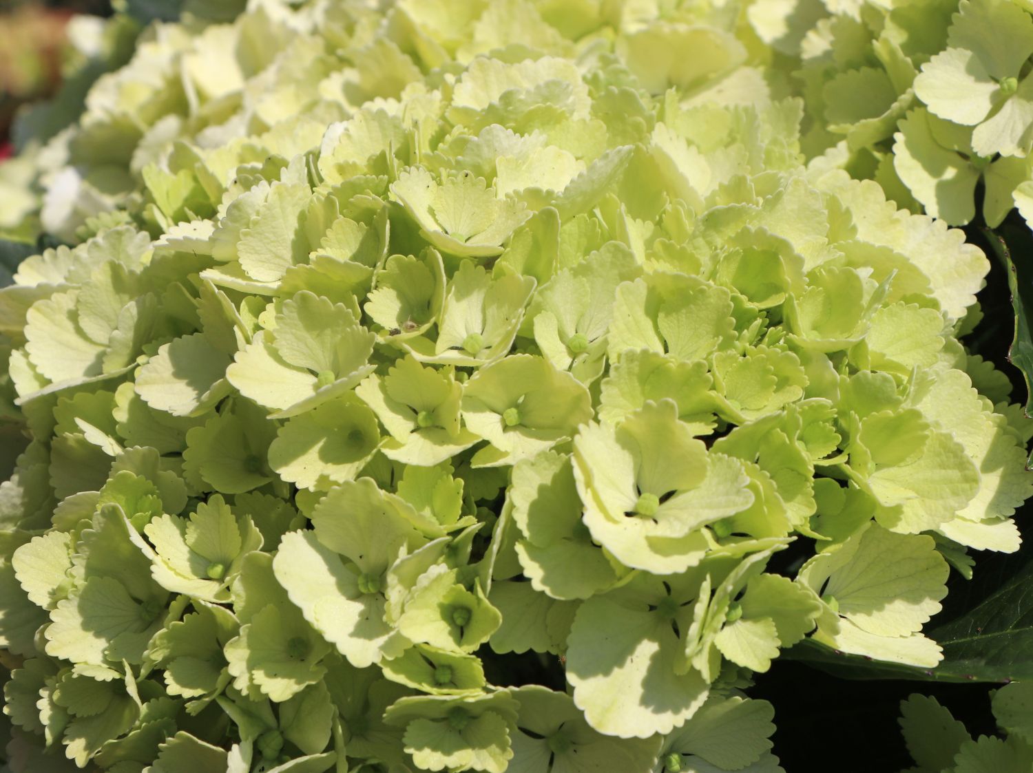 Ballhortensie 'Caline' ® - Hydrangea macrophylla 'Caline' ®