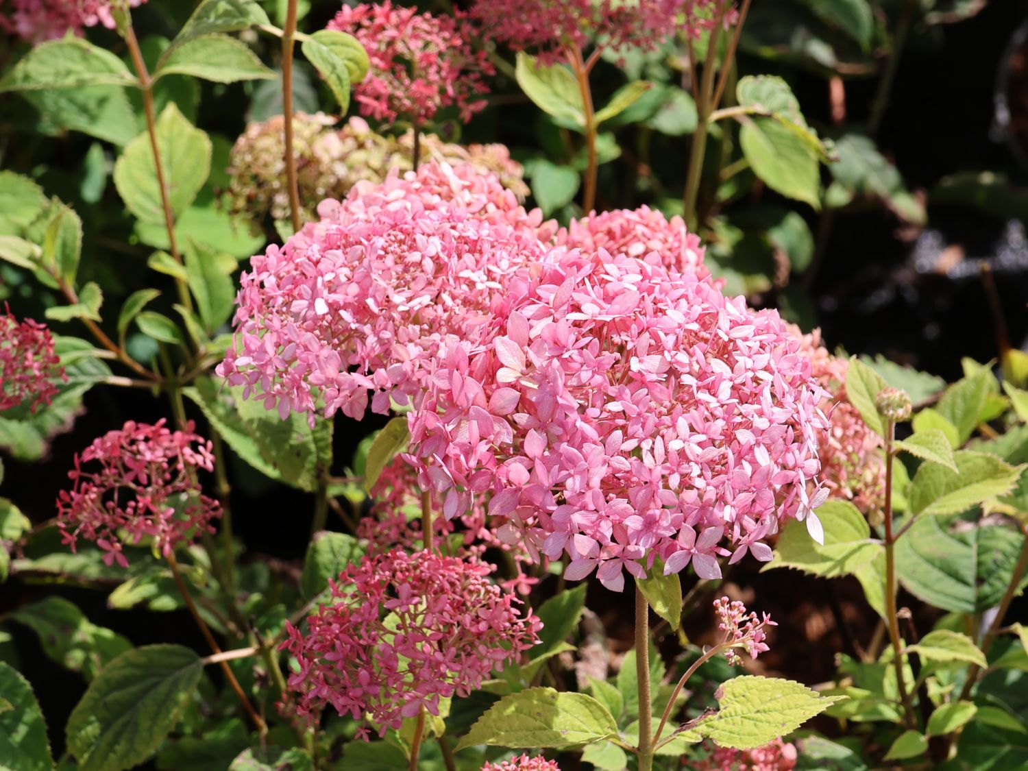 Ballhortensie Candybelle ® 'Sorbet'