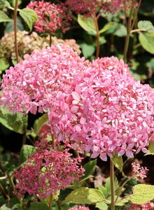Ballhortensie Candybelle ® 'Sorbet'