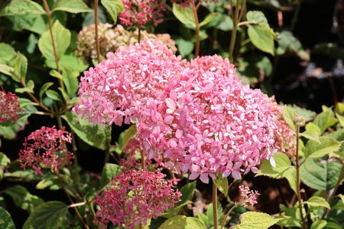 Ballhortensie Candybelle ® 'Sorbet' - Hydrangea arborescens Candybelle ® 'Sorbet'