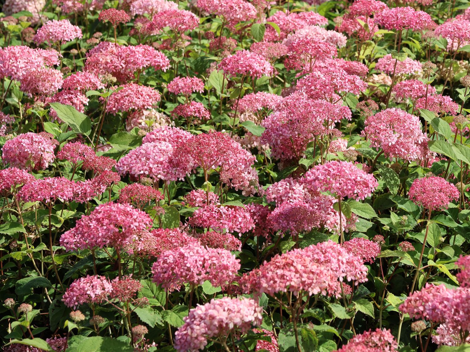 Ballhortensie Candybelle ® 'Sorbet' - Hydrangea arborescens Candybelle ® 'Sorbet'