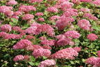Ballhortensie Candybelle ® 'Sorbet' - Hydrangea arborescens Candybelle ® 'Sorbet'