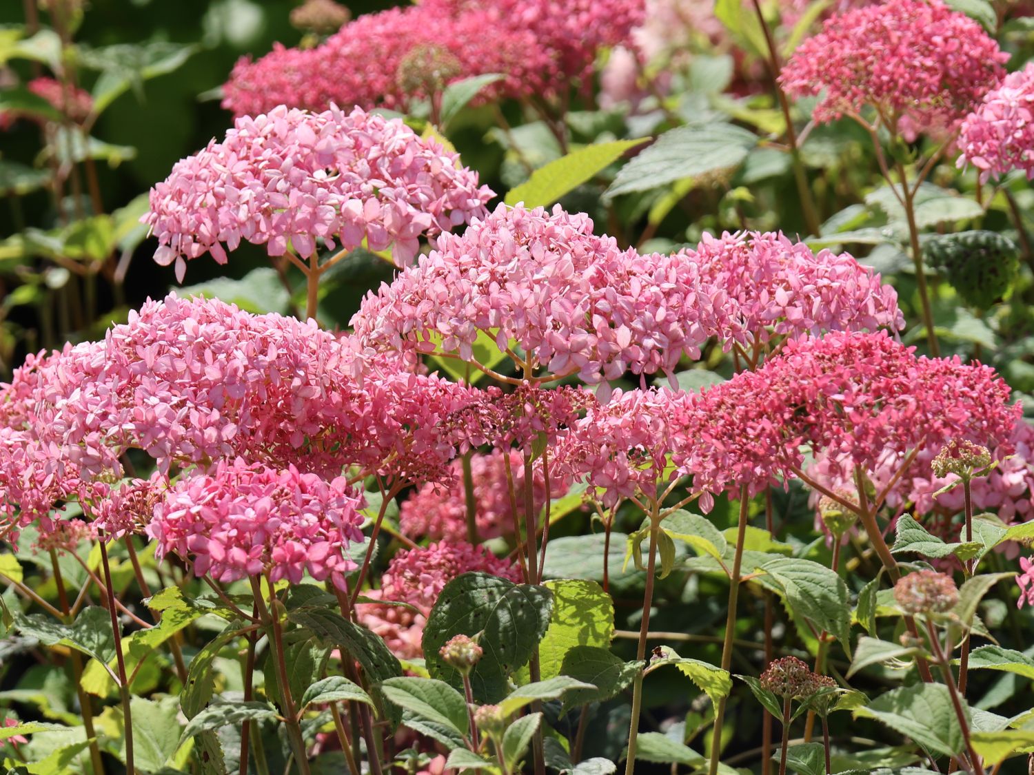 Ballhortensie Candybelle ® 'Sorbet' - Hydrangea arborescens Candybelle ® 'Sorbet'