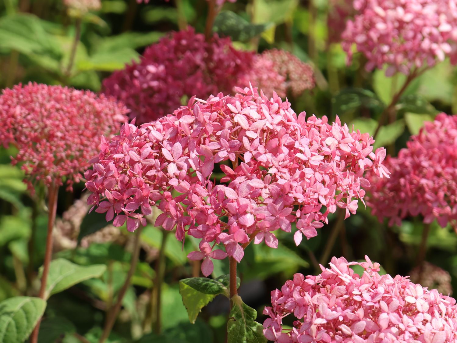 Ballhortensie Candybelle ® 'Sorbet' - Hydrangea arborescens Candybelle ® 'Sorbet'